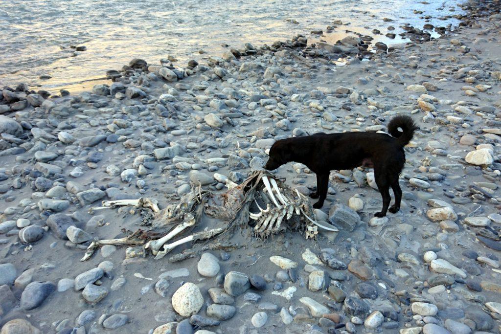 la nostra mascotte alle prese con una carcassa lungo le rive del fiume