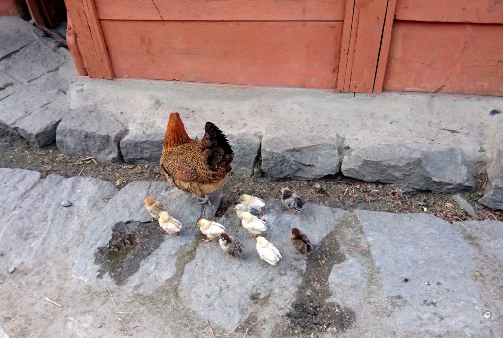 qui gli animali da cortile sono liberi di andare dove gli pare: mucche, galline, capre...