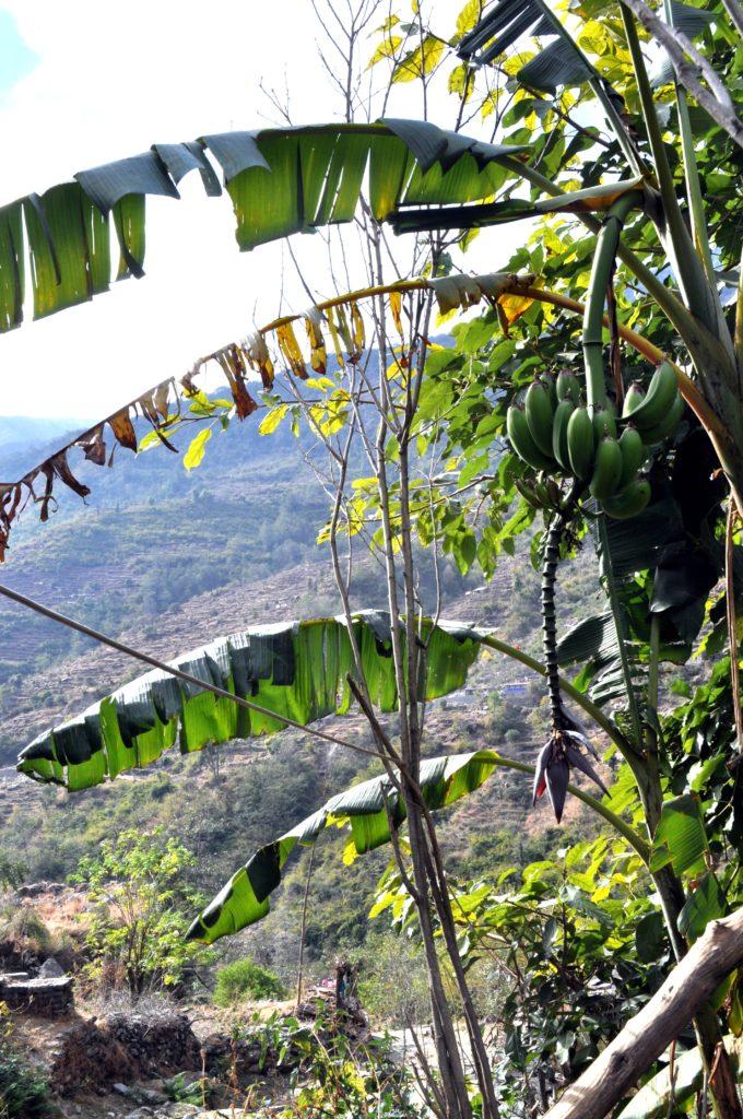 direi che qui fa più caldo, ci sono anche le banane!