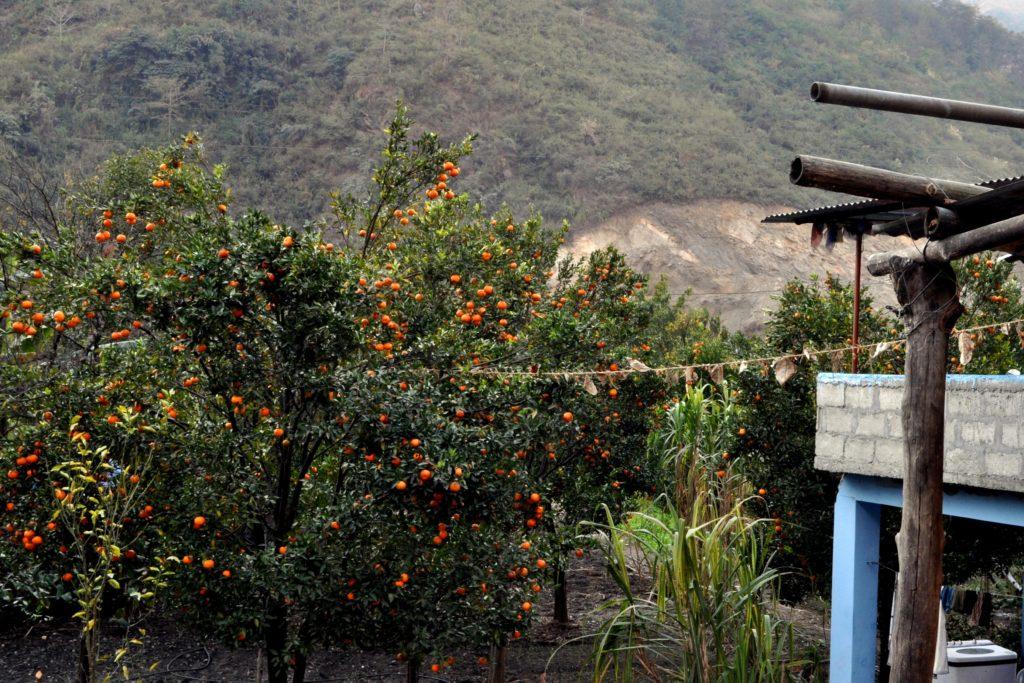 aranceti e alberi da frutto in generale qui di sicuro non mancano