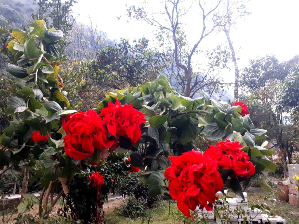fiori tropicali nel giardino del nostro Lodge