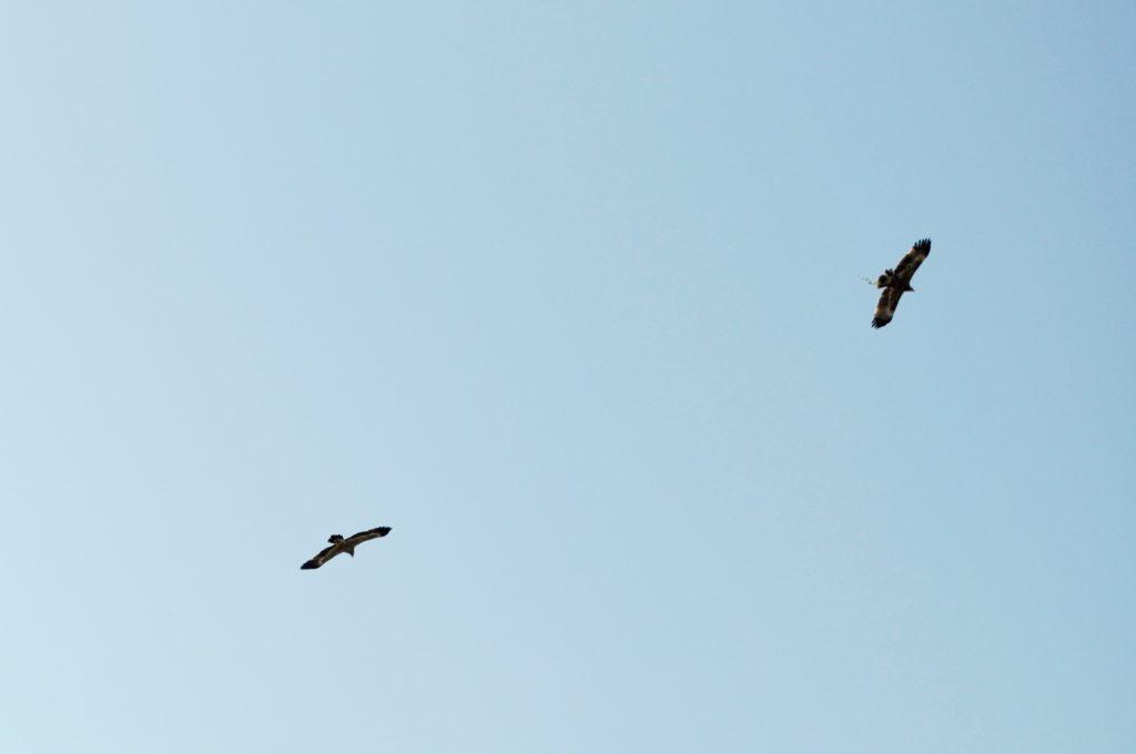 aquile volano nel cielo