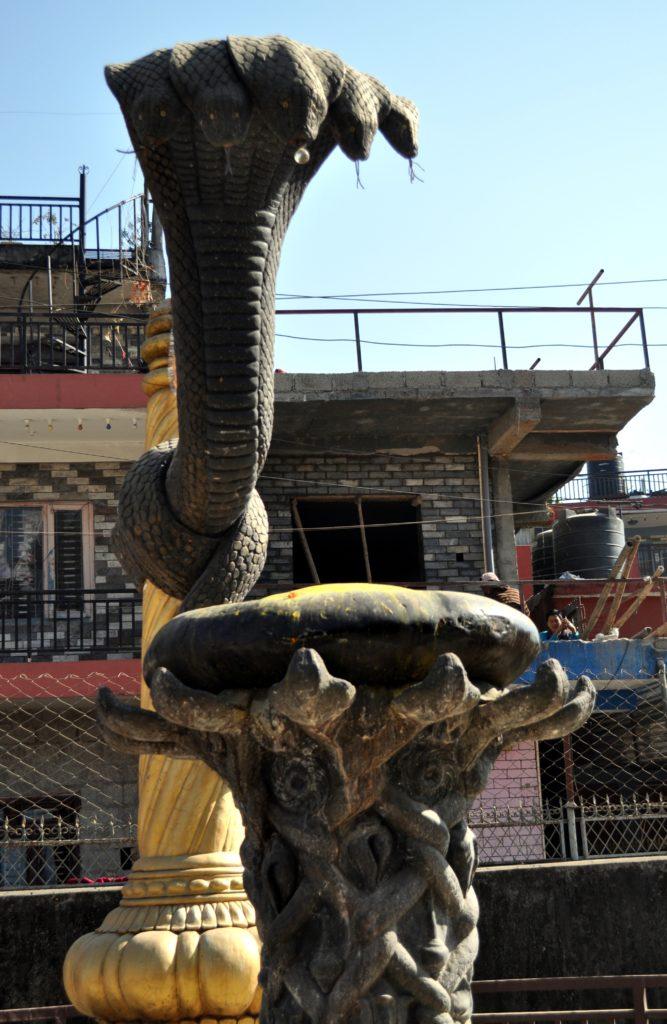 l&#039;onnipresente cobra indù