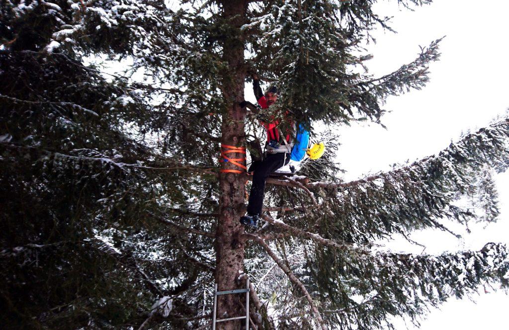 Troviamo una sedia per cacciatori su un albero e quel.....piccione del Gallo non può resistere nel salirci