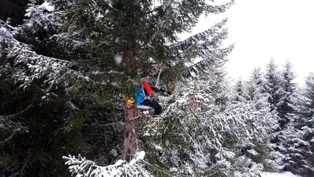 Eccolo lì....bello appollaiato sull'albero! Bella Galletto!