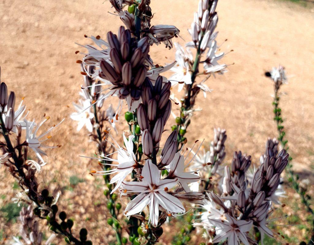 fioriture primaverili di Sardegna