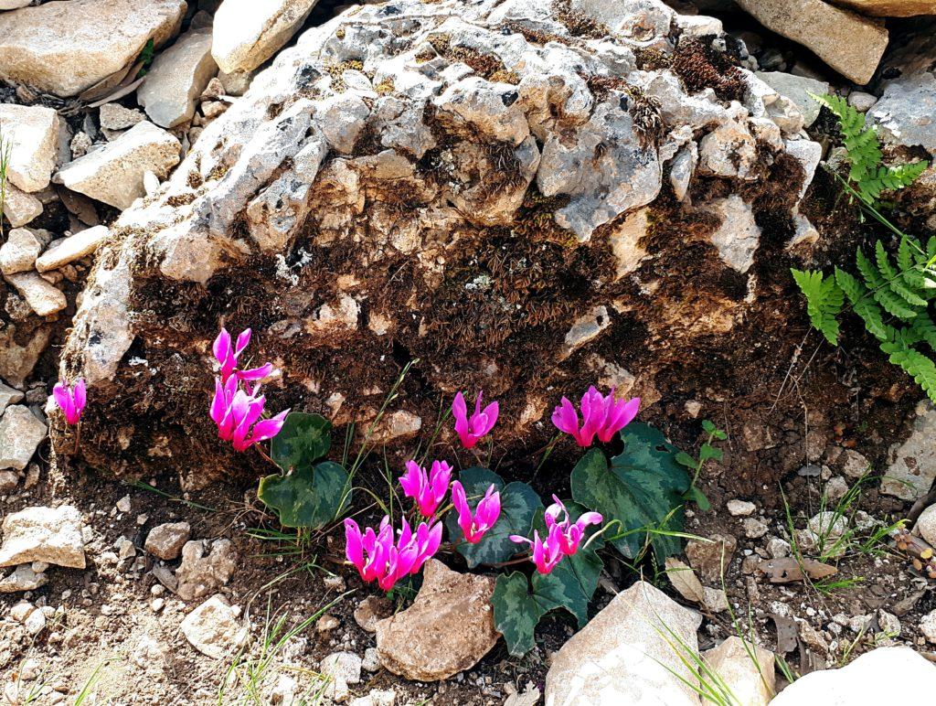 fioriture primaverili di Sardegna: ciclamini