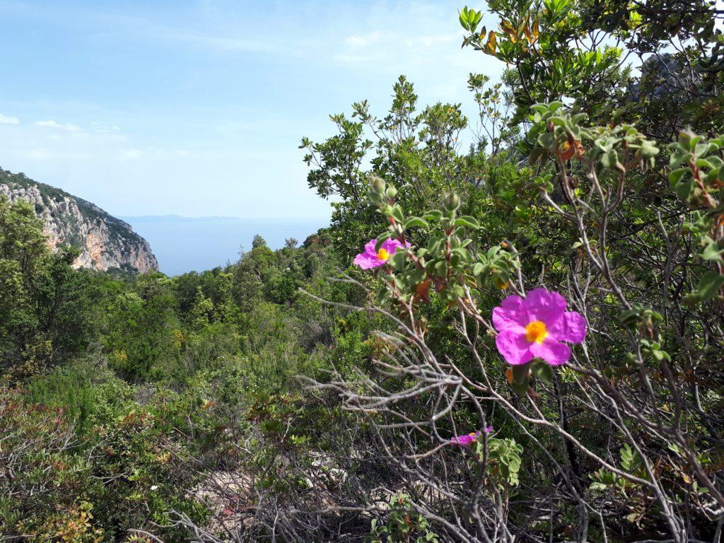 fioriture primaverili di Sardegna