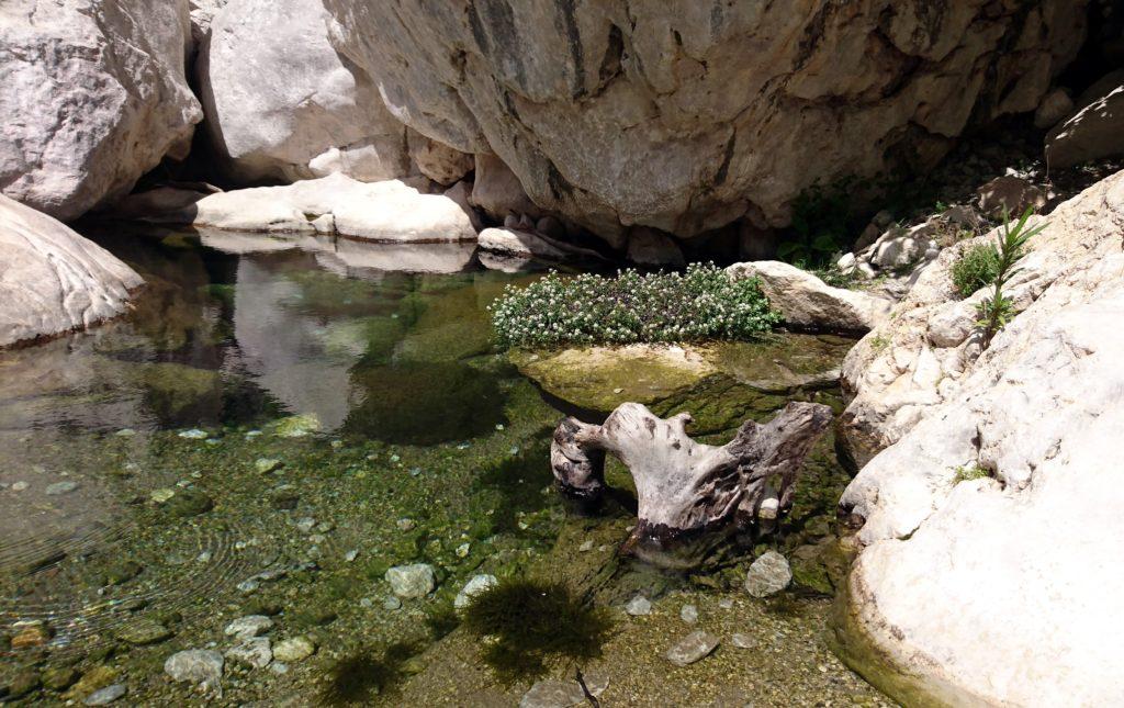 le pozze del Rio Flumineddu all'imbocco del Canyon Gorropu