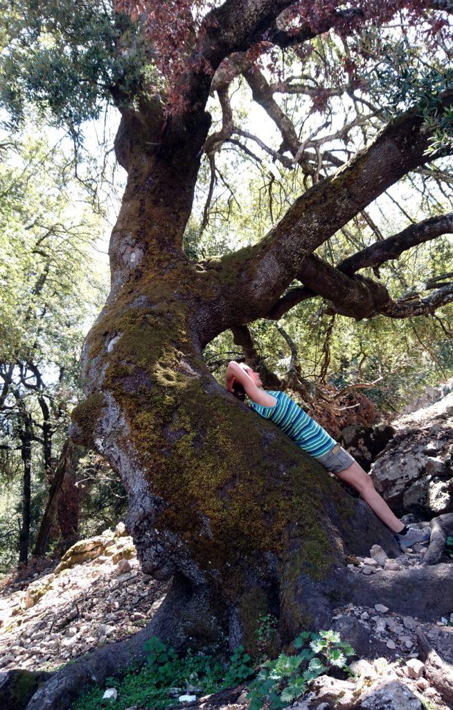 altro magnifico albero lungo il sentiero: sembra sia lì per offrire riparo e riposo