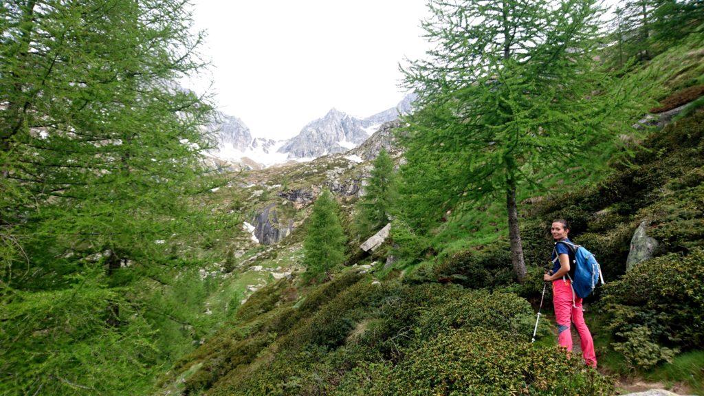 il bosco di conifere cede il posto ai rododendri: quando fioriscono dev'essere uno spettacolo!