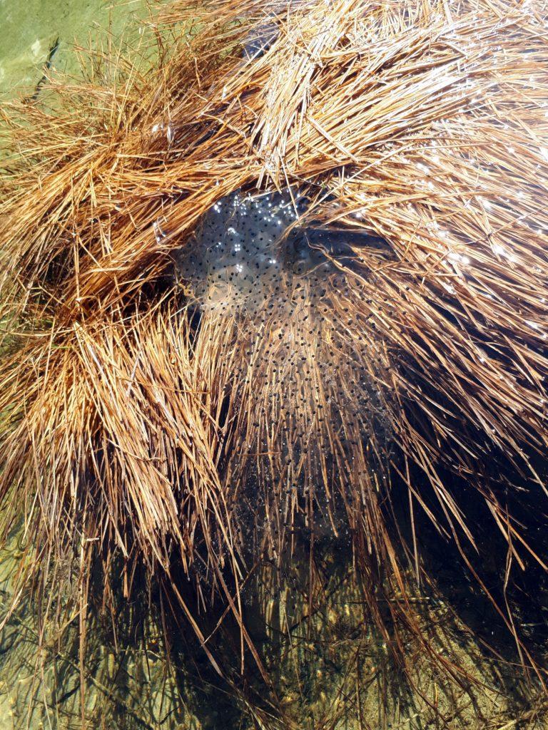 i laghetti di acqua stagnante sono pieni di uova di rana