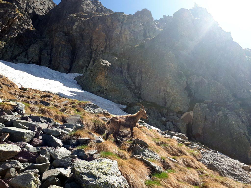 lo stambecco passa oltre, dopo averci concesso un servizio fotografico