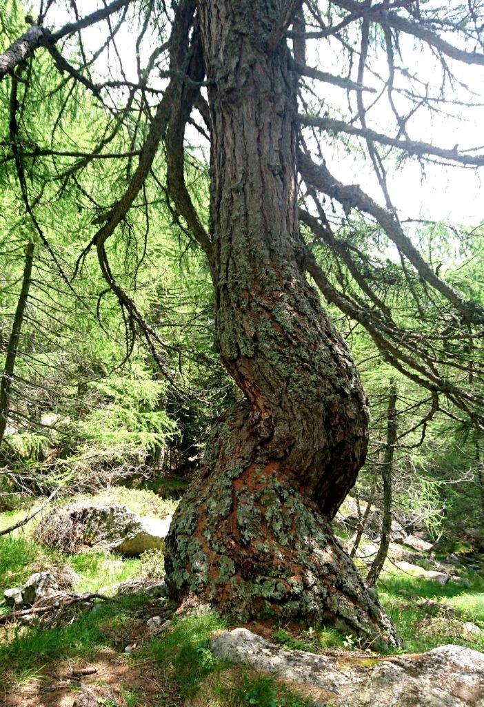 albero arrotolato su se stesso, detto "albero cavatappi"