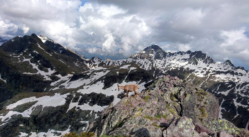 e arrivati in vetta ci aspetta lui, il giovane stambecco!