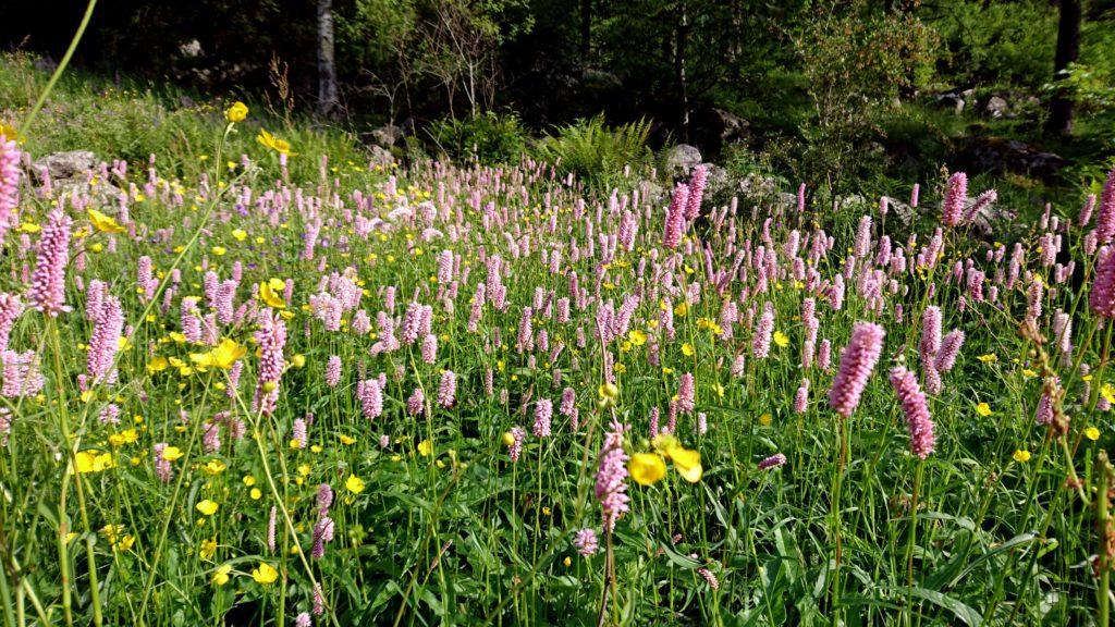 i prati sono in fiore! e... meraviglia, ci sono anche un sacco di api