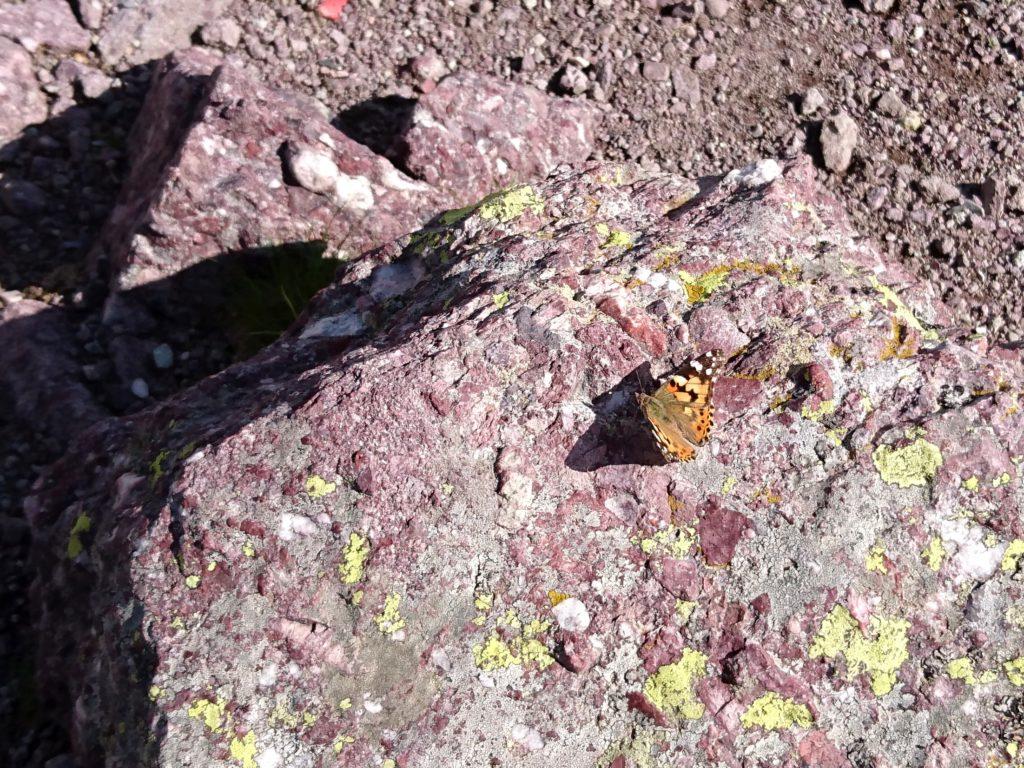 farfalla di vetta su roccia violacea