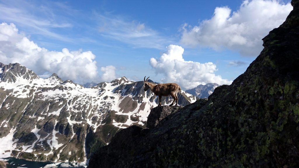 eccolo: il re delle Alpi