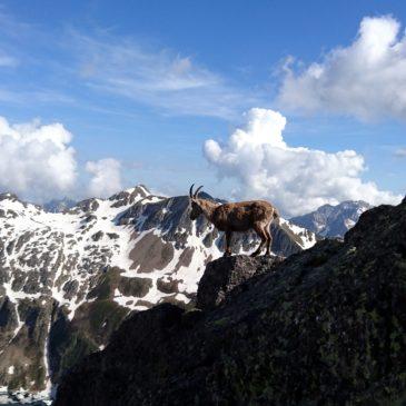 Pizzo del Becco – Via Orobica (V+) …. con servizio fotografico a Mr Stambecco Orobico