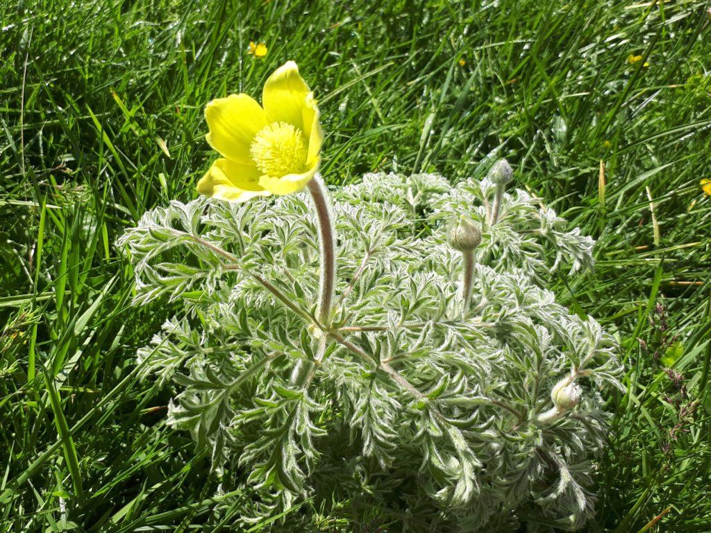 anemone alpina o pulsatilla: i prati ne erano pieni