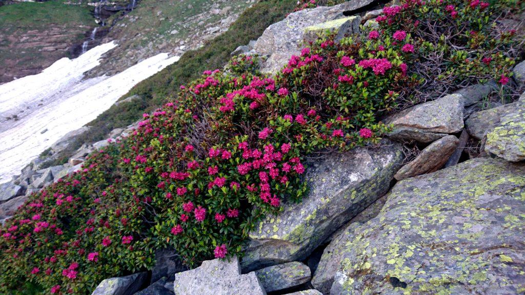 la stagione è quella giusta: ci sono rododendri fioriti ovunque