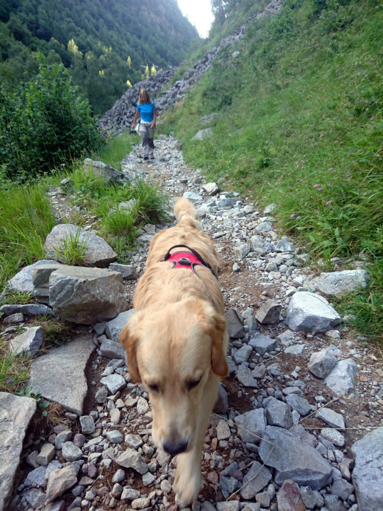 in marcia sul sentiero della Val Biandino: muso basso e concentrazione, che la giornata è appena cominciata!