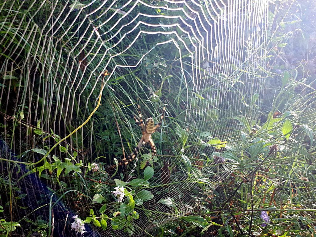 esemplare di ragno gigante nelle gole dell&#039;Orfento