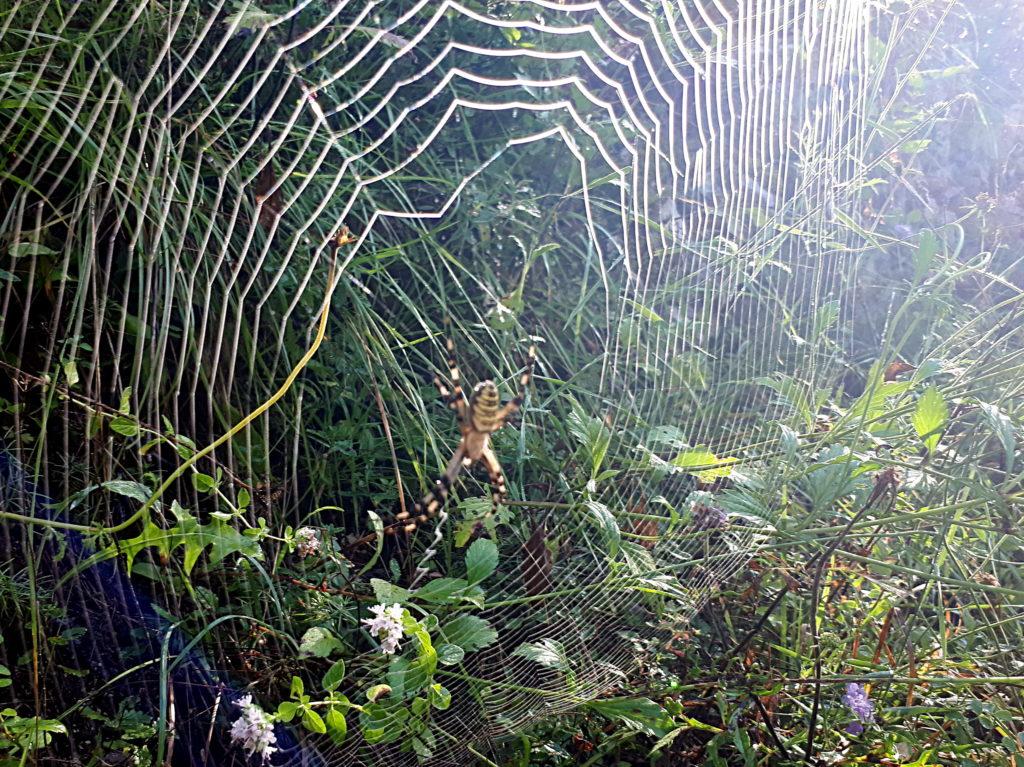 esemplare di ragno gigante nelle gole dell'Orfento