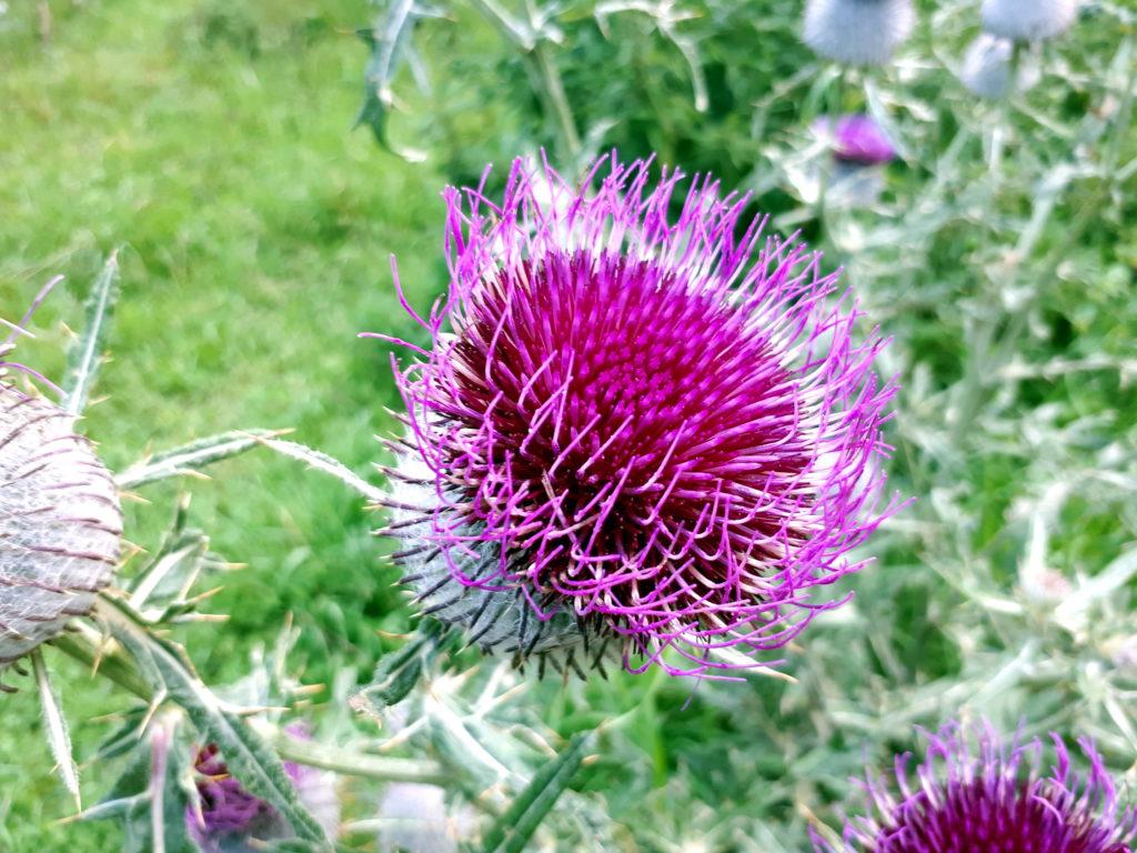 Un coloratissimo fiore di cardo