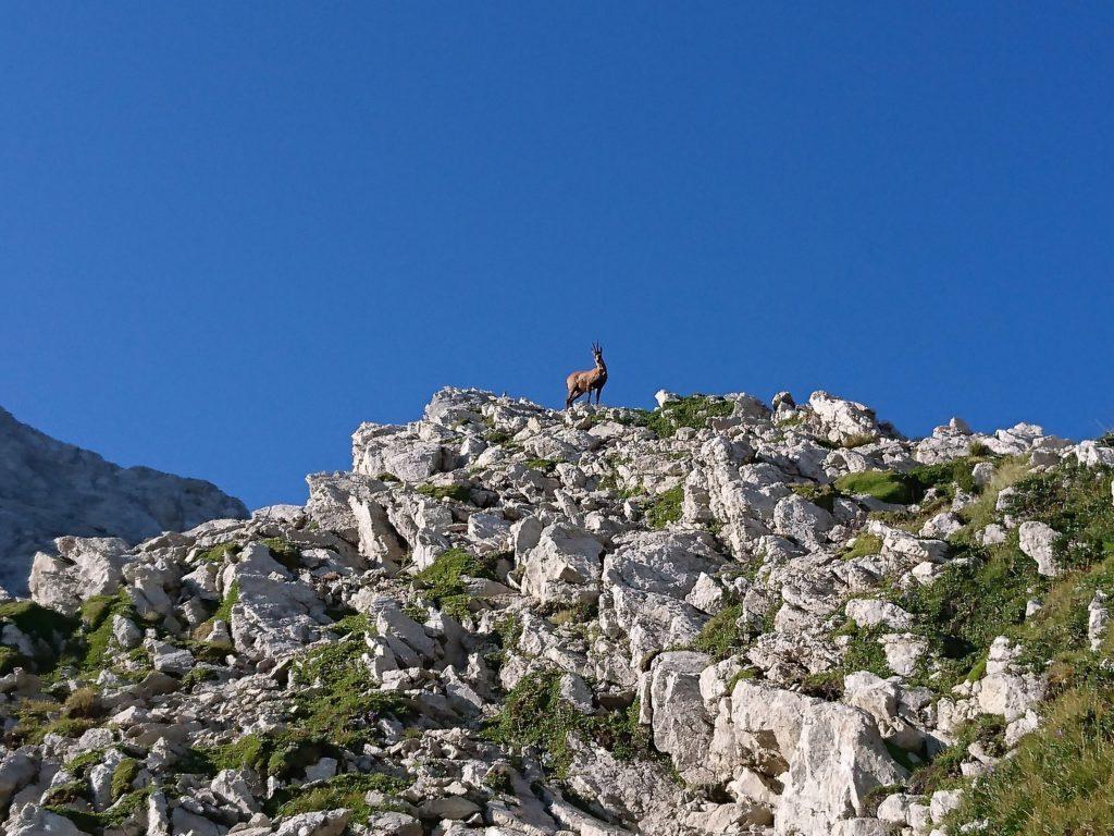 un camoscio al Passo dei Due Corni: la mattina presto ne abbiamo visti moltissimi nel retrostante Vallone dei Ginepri