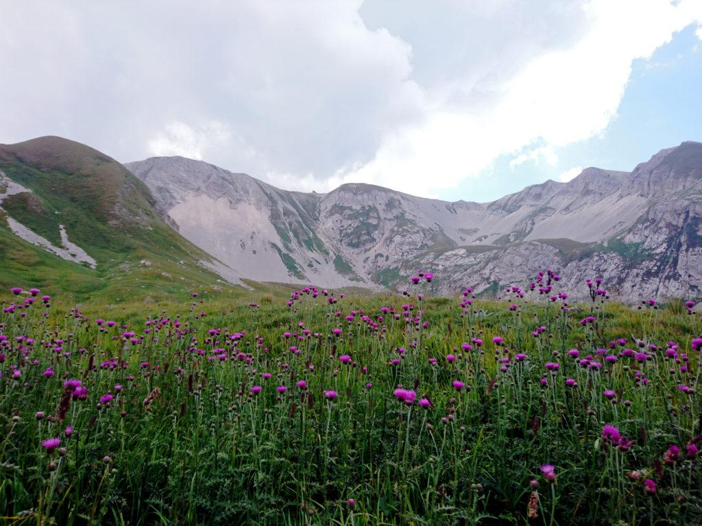 i cardi che costellano i prati di Campo Pericoli