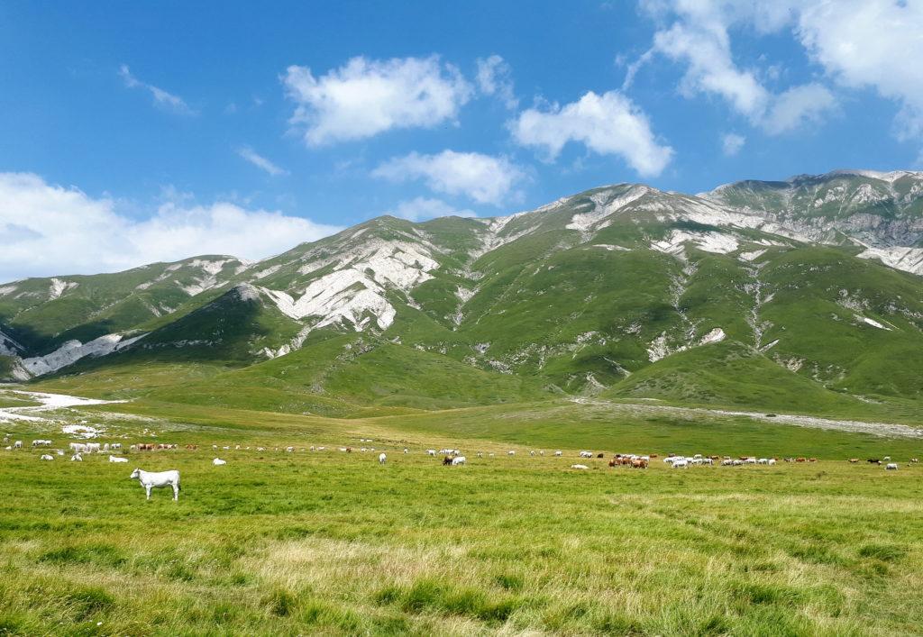 mucche al pascolo presso Campo Imperatore