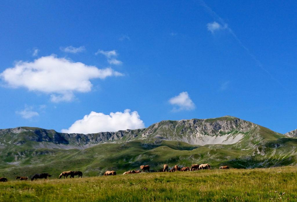 cavalli al pascolo a Campo Imperatore