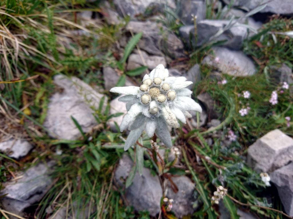 una delle 1000 stelle alpine che abbiamo visto oggi. Qui è pieno zeppo!