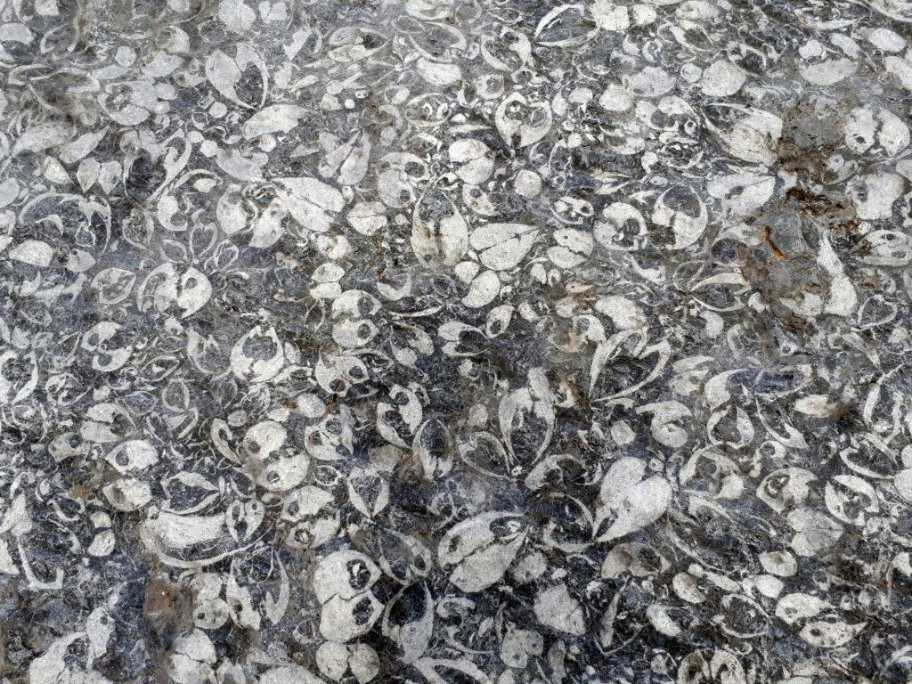 l'incredibile masso pieno di fossili del Vallon