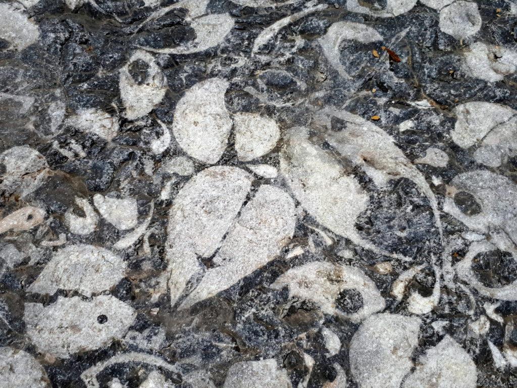 splendido dettaglio del masso fossile del Vallon