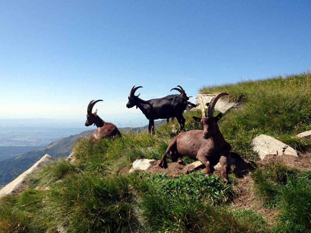 eccole, le regine della montagna