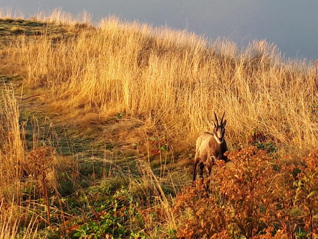 il camoscio si avvicina verso di noi, spavaldo