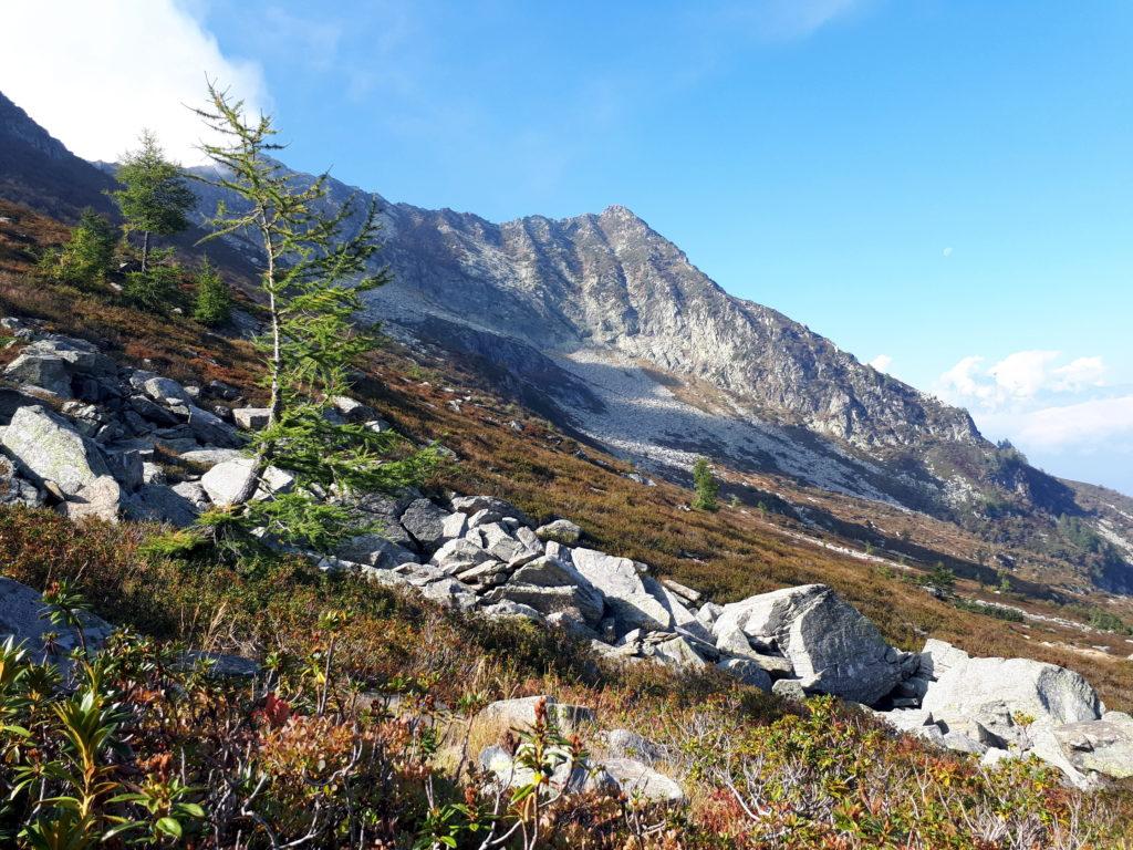 alberello trasformato dal vento in un arco naturale