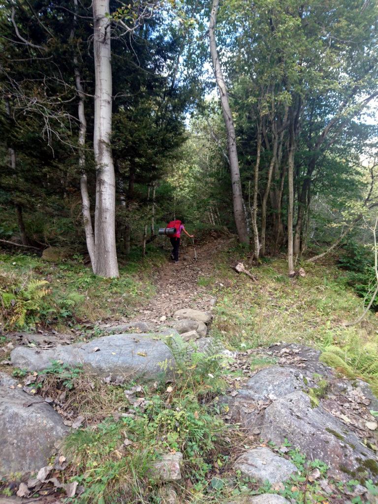 Imbocchiamo il sentiero nel bosco che conduce prima all&#039;Alpe Drisoni e poi all&#039;Alpe Nava