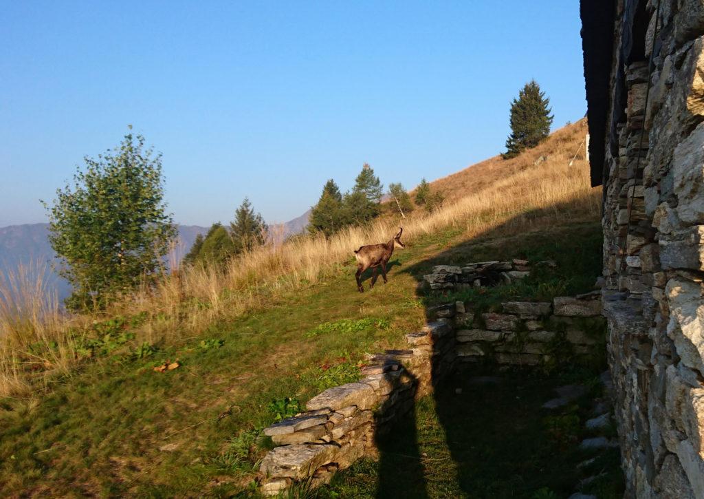 giro l&#039;angolo della casa e lui è lì a pochi passi