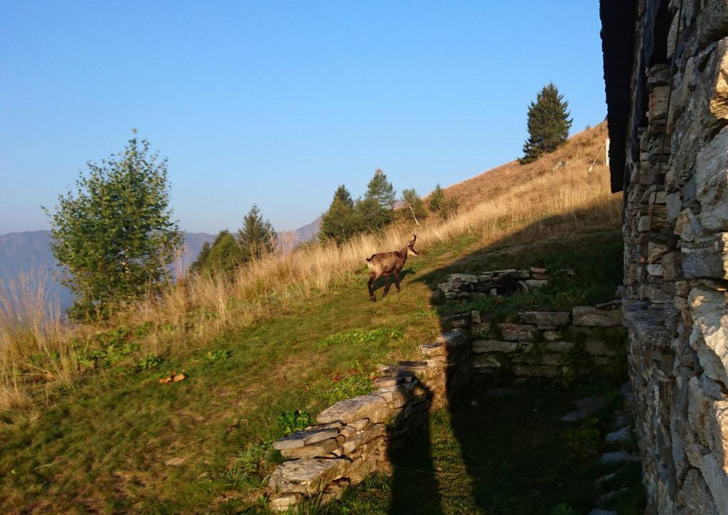 giro l'angolo della casa e lui è lì a pochi passi