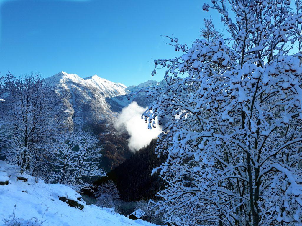 alberi innevati, con i frutti rossi ancora appesi ai rami