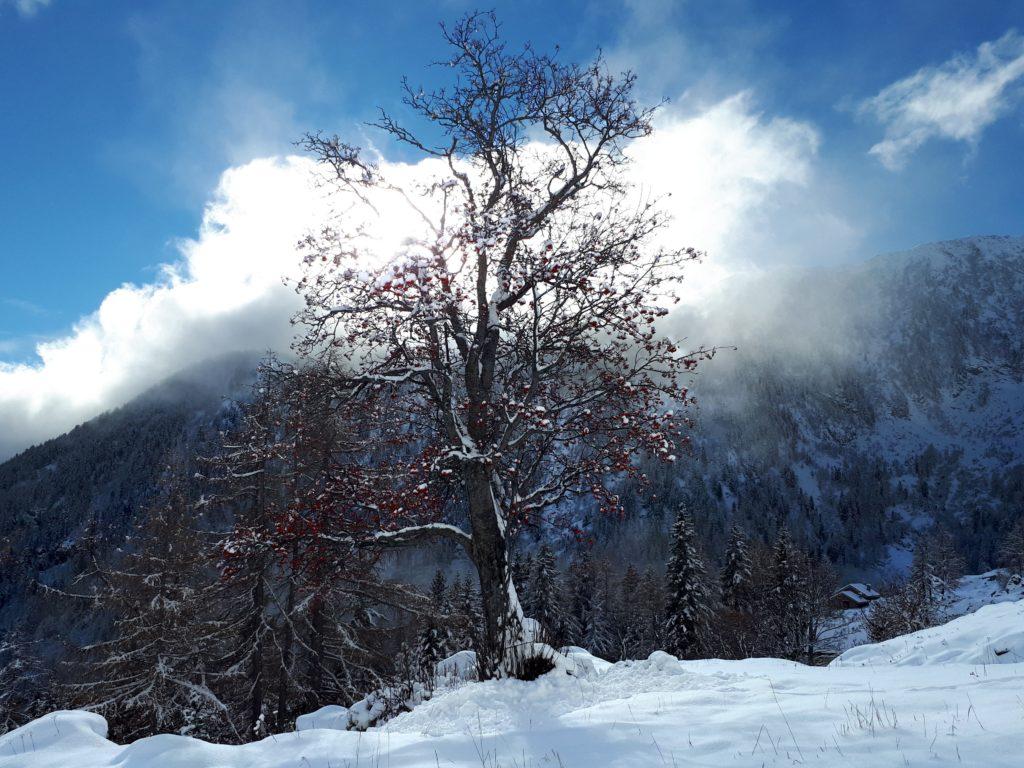 un albero bellissimo stagliato contro il sole