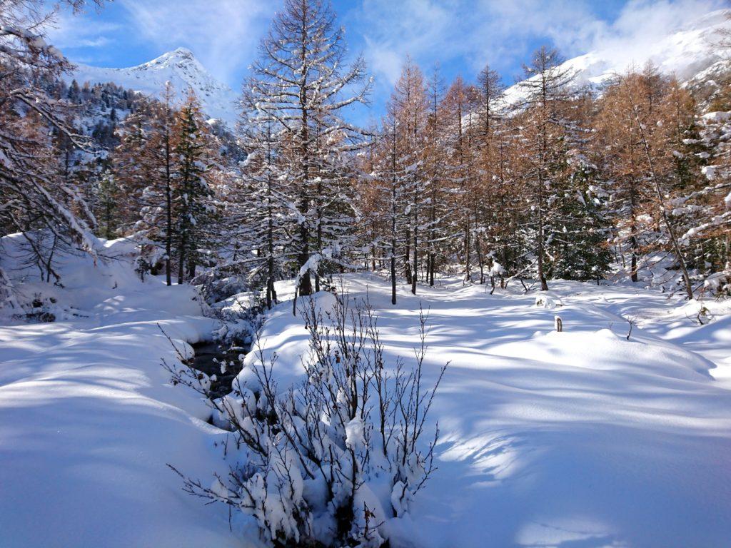 scorci di bosco, con i colori dell&#039;autunno che ancora resistono all&#039;inverno