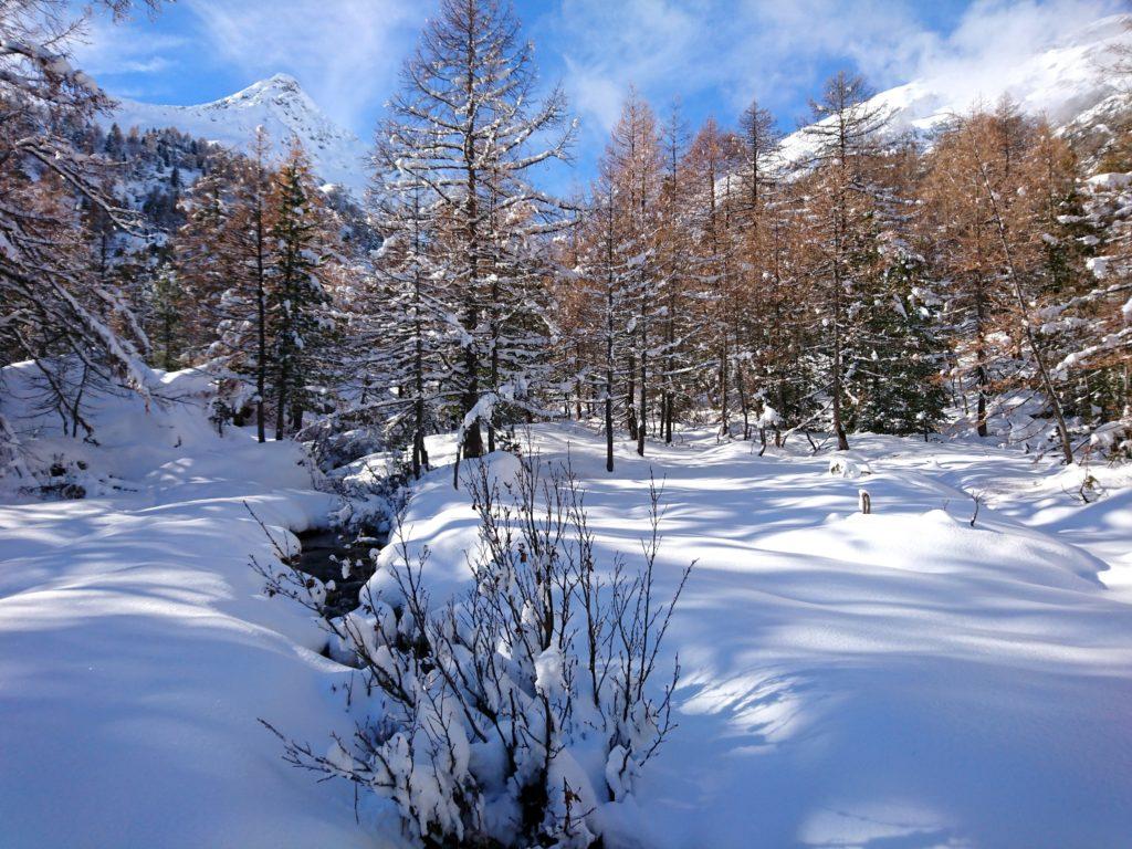 scorci di bosco, con i colori dell'autunno che ancora resistono all'inverno