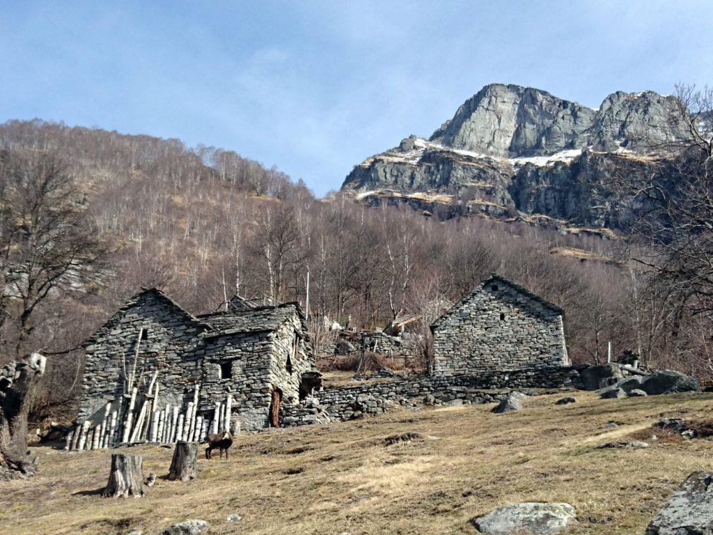 se guardate bene, leggermente a sinistra, vedrete il camoscio... che si è accorto di noi e cerca di capire il da farsi