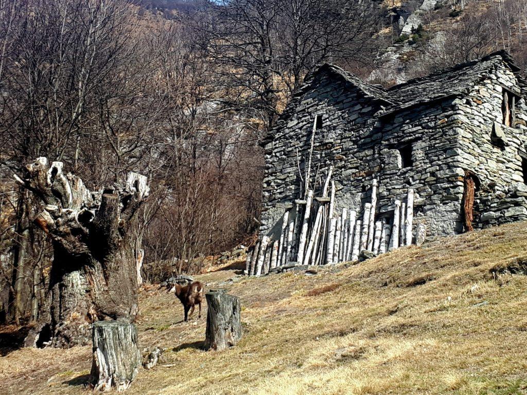 eccolo lì il camoscio: ha deciso che è meglio fare dietro front