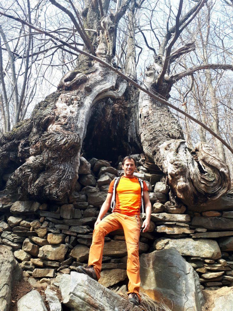 mentre questo è il lato esposto a sud... cavo e sostenuto da un muretto a secco (in india un albero del genere sarebbe considerato un vero e proprio tempio)