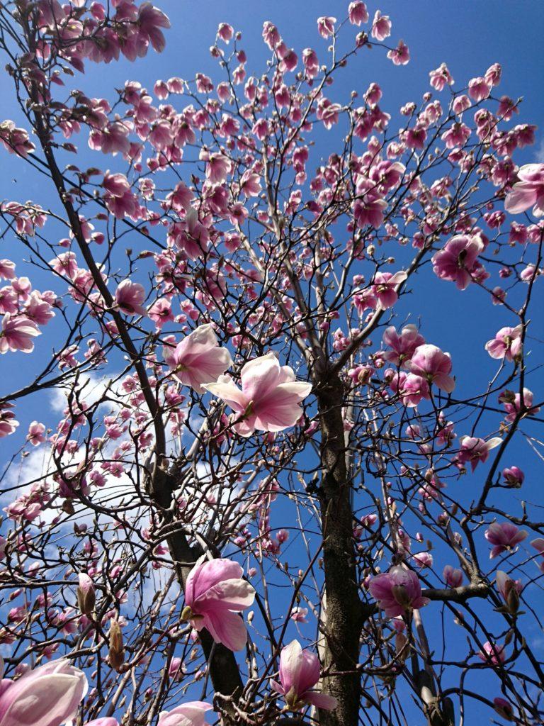 fioritura di magnolia